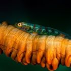 Korallen-Goby