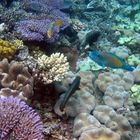 Korallen im Great Barrier Reef