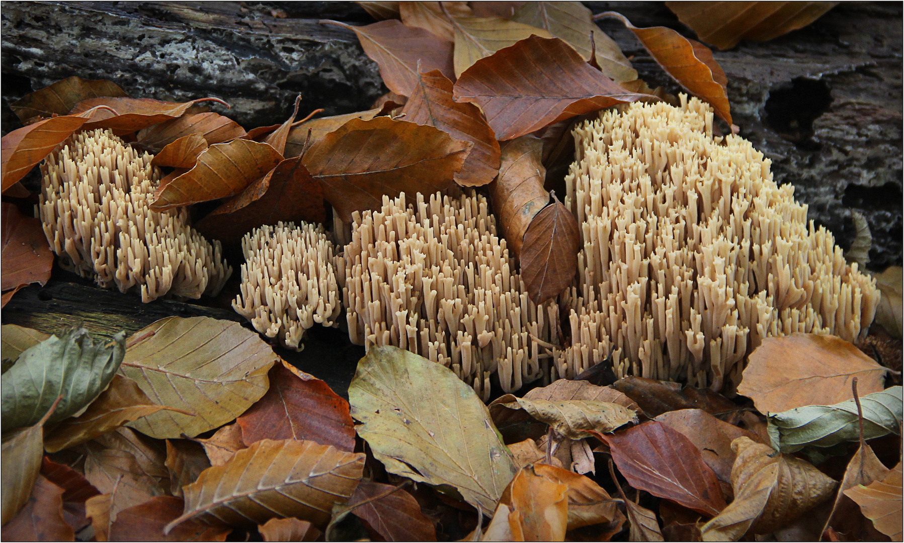 Korallen im Herbstlaub