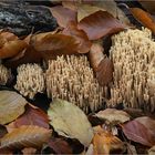 Korallen im Herbstlaub