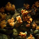 Korallen im Ozeaneum 1
