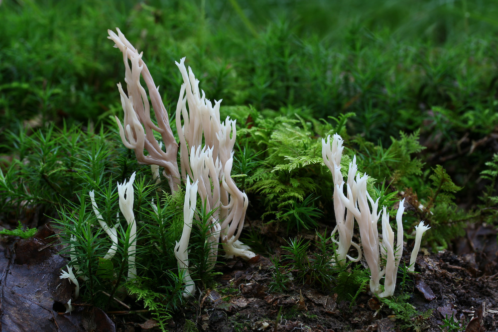 Korallen im Wald