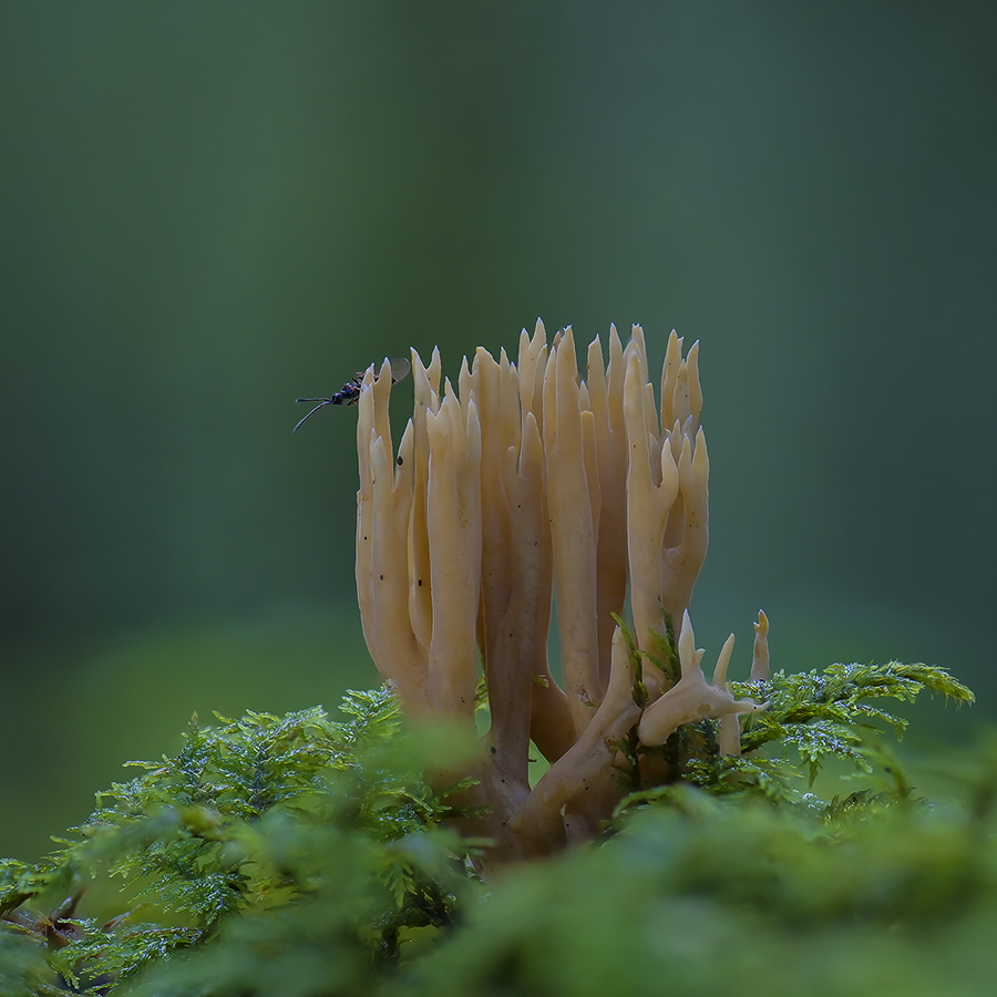 Korallen im Wald