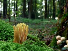 Korallen im Wald - reload