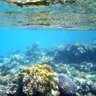 Korallen in Ägypten