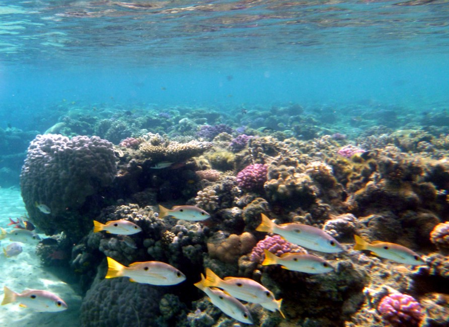 Korallen Lahami Bay