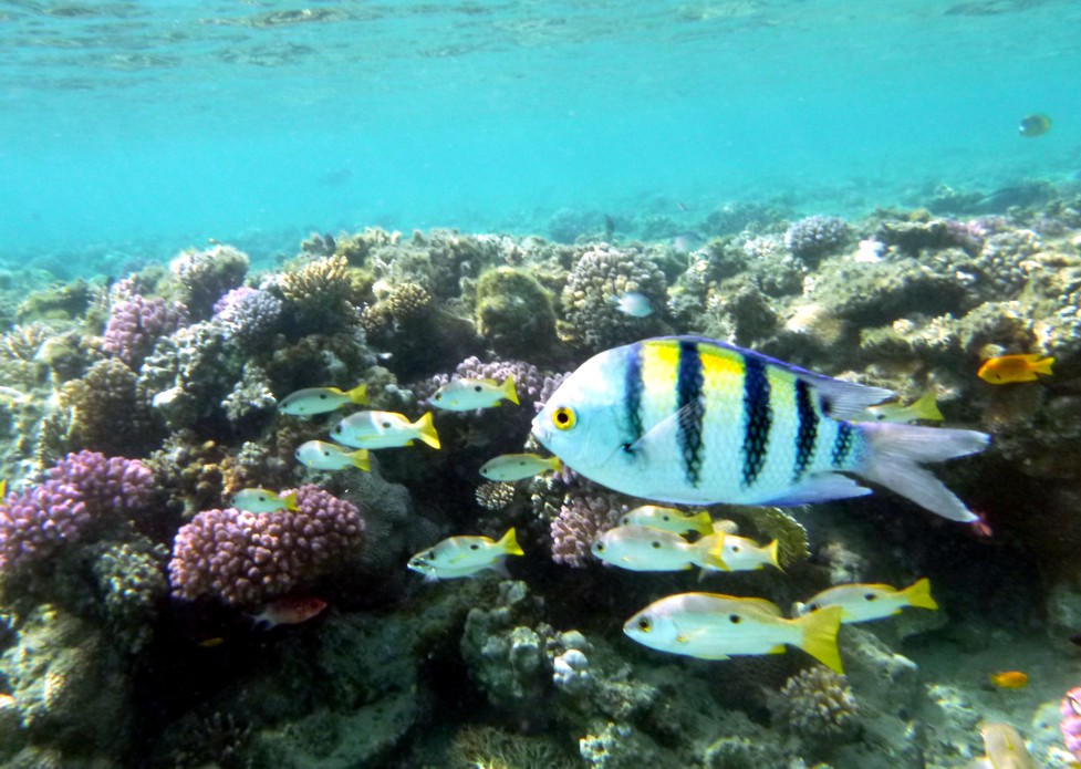 Korallen Lahami Bay