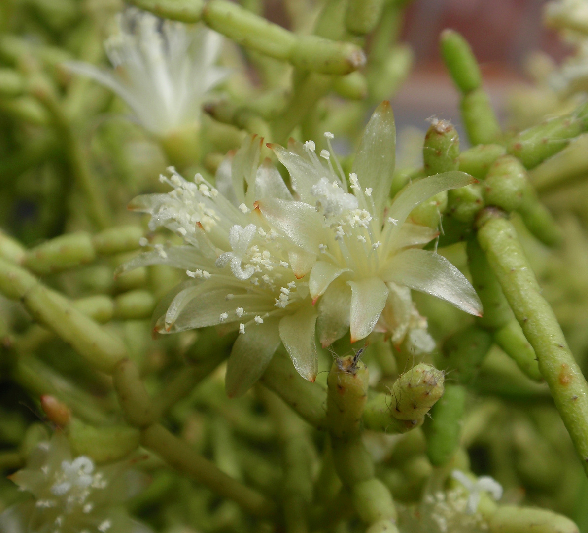 Korallen- oder Binsenkaktus (Rhipsalis cereuscula)