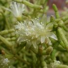 Korallen- oder Binsenkaktus (Rhipsalis cereuscula)