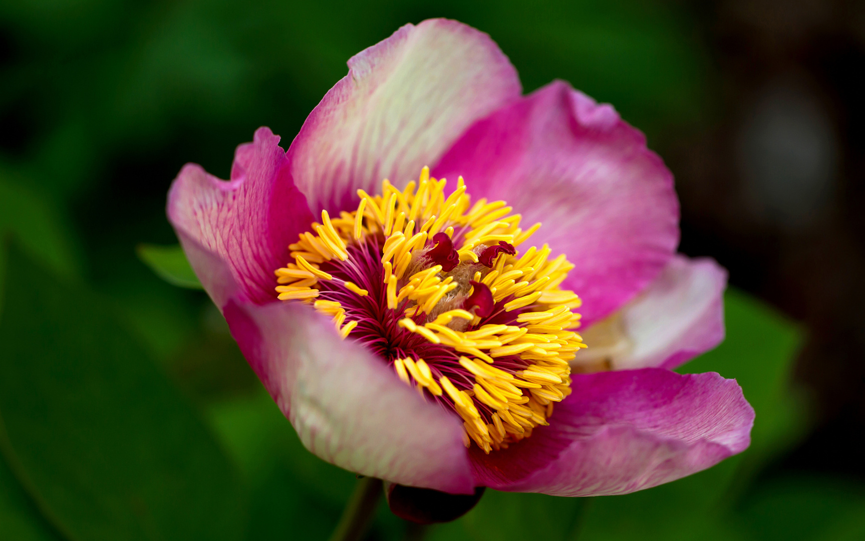 Korallen-Pfingstrose (Paeonia mascula) 