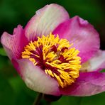 Korallen-Pfingstrose (Paeonia mascula) 