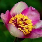 Korallen-Pfingstrose (Paeonia mascula) 