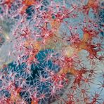 Korallen - Polypen