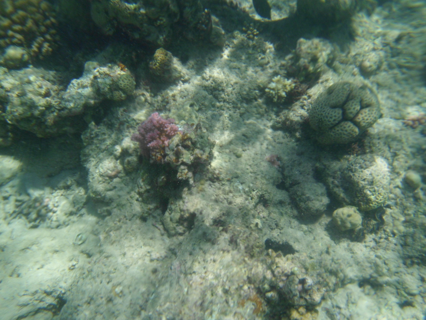 Korallen Rotes Meer