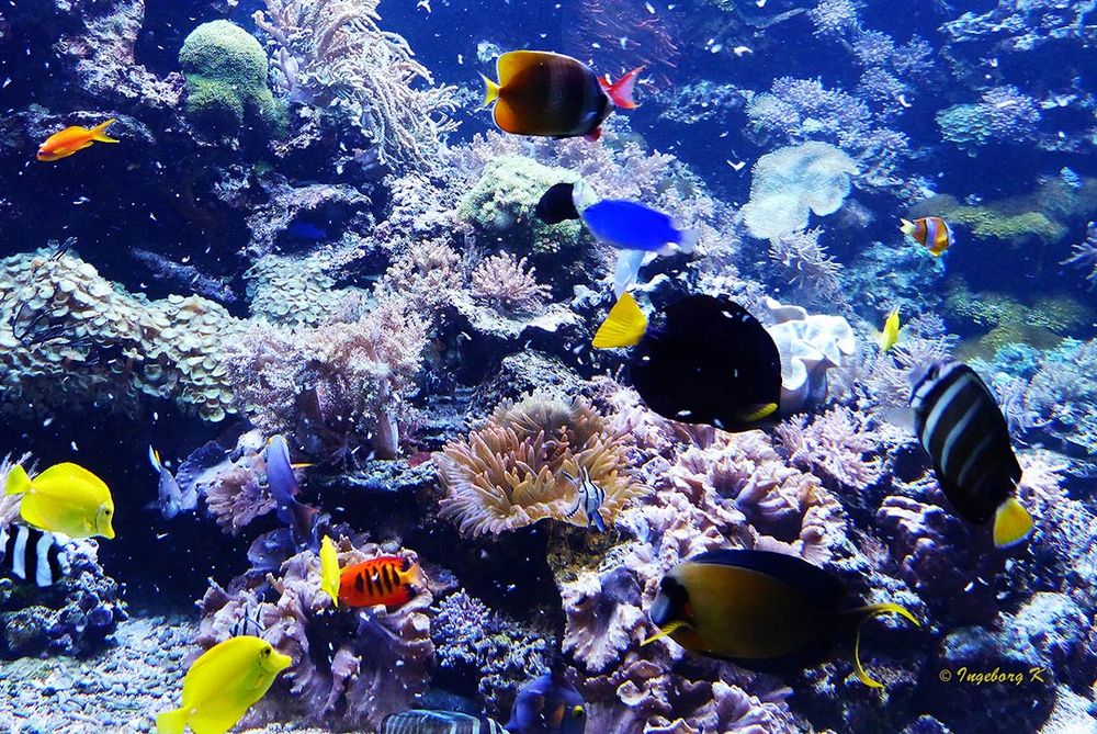 Korallen und Fische - Zoo Duisburg