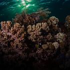 Korallen und Gegenlicht