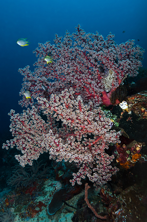 Korallenbäumchen