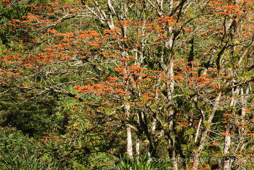 Korallenbäume in Costa Rica