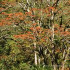 Korallenbäume in Costa Rica