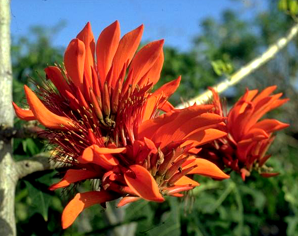 Korallenbaum - Bild & Foto von Günter01 aus fotocommunity Kalender 2012