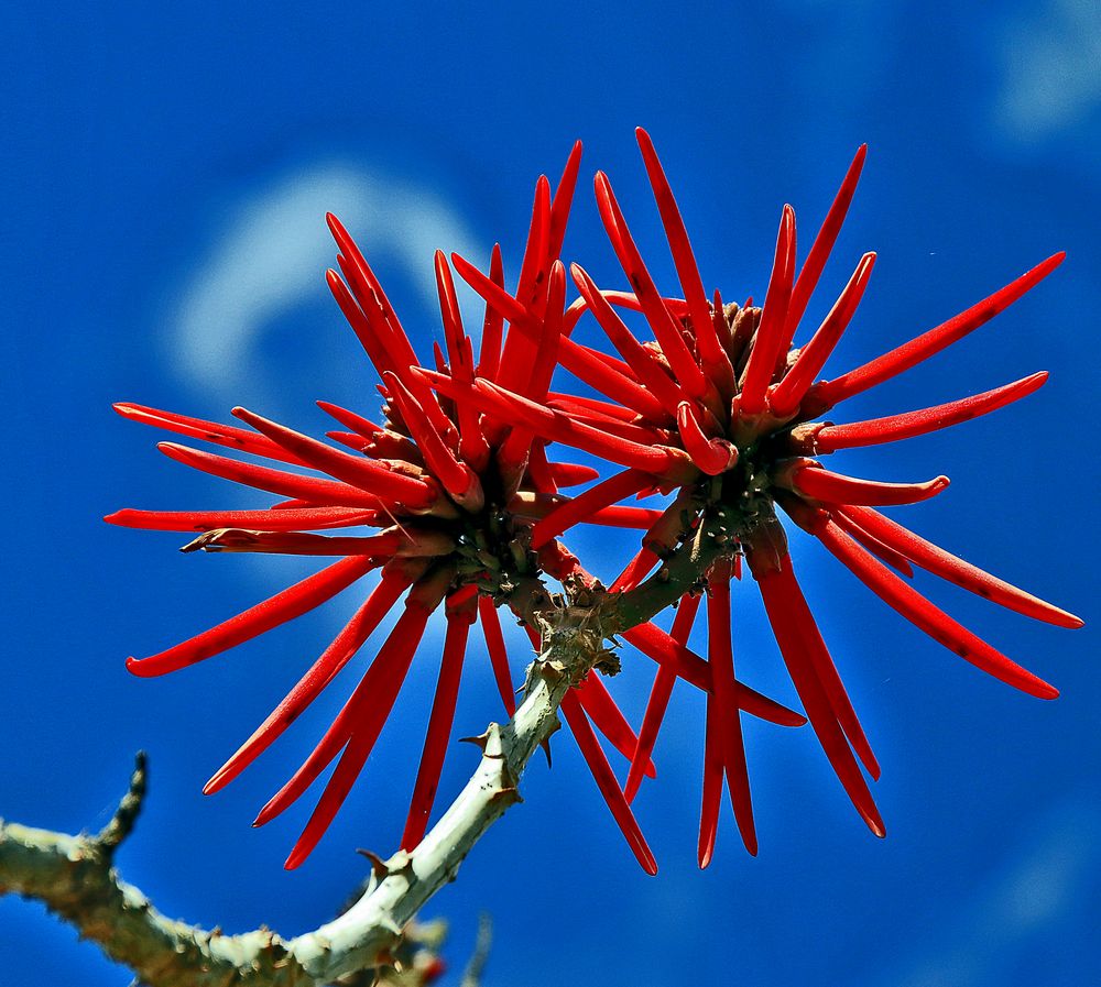 Korallenbaum...... Foto & Bild projekte, 1 montag blue monday