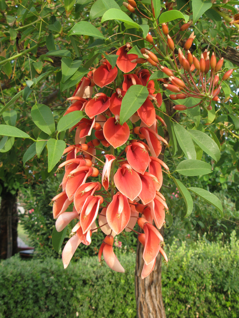 Korallenbaum auf Sizilien