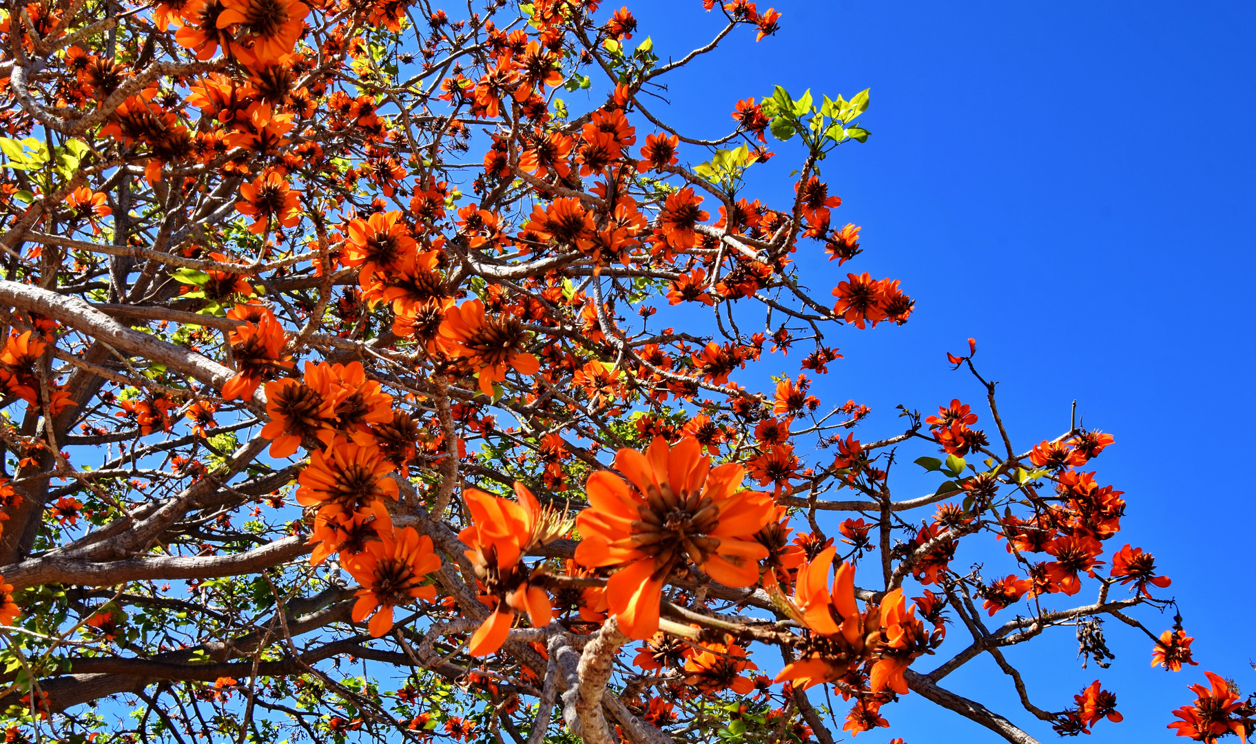 Korallenbaum, Erythrina caffra
