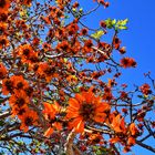 Korallenbaum, Erythrina caffra