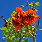 Korallenbaum, Erythrina caffra