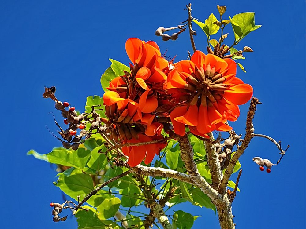 Korallenbaum, Erythrina caffra Foto & Bild | flowers, spain, street