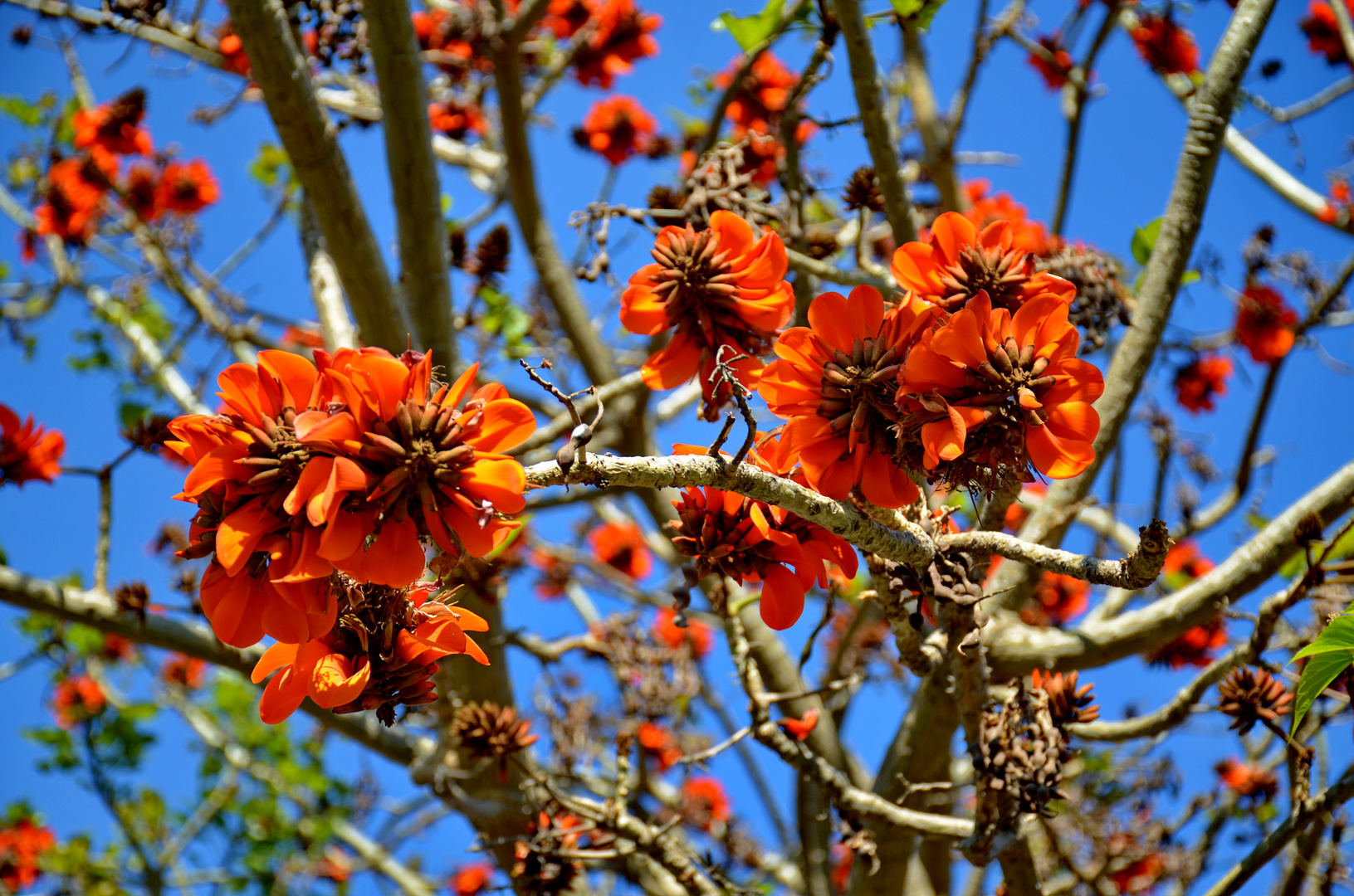 Korallenbaum, Erythrina caffra