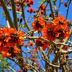 Korallenbaum, Erythrina caffra