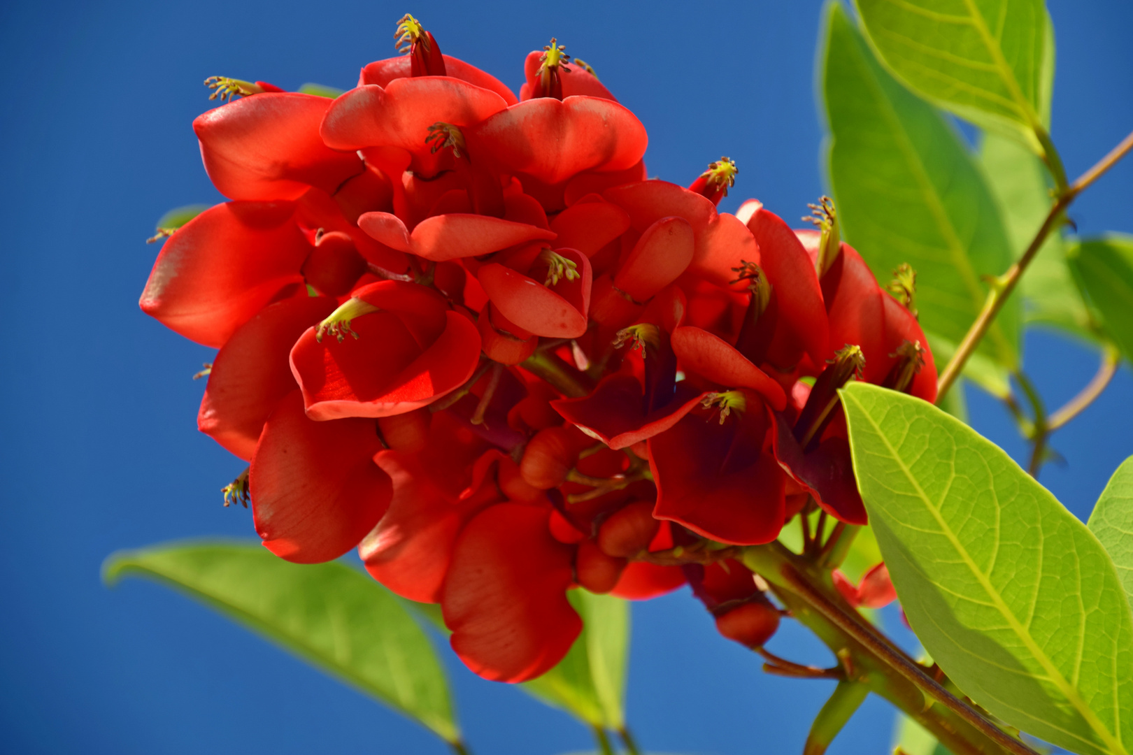 Korallenbaum (Erythrina crista galli)