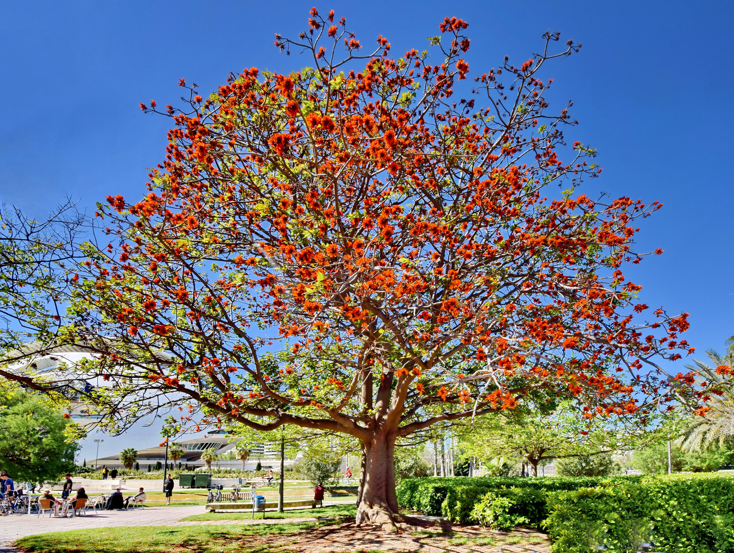 Korallenbaum im Turia Park 