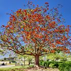 Korallenbaum im Turia Park 