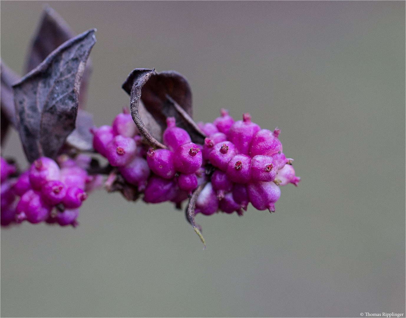 Korallenbeere (Symphoricarpos orbiculatus).