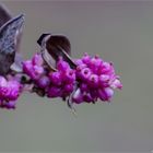 Korallenbeere (Symphoricarpos orbiculatus).