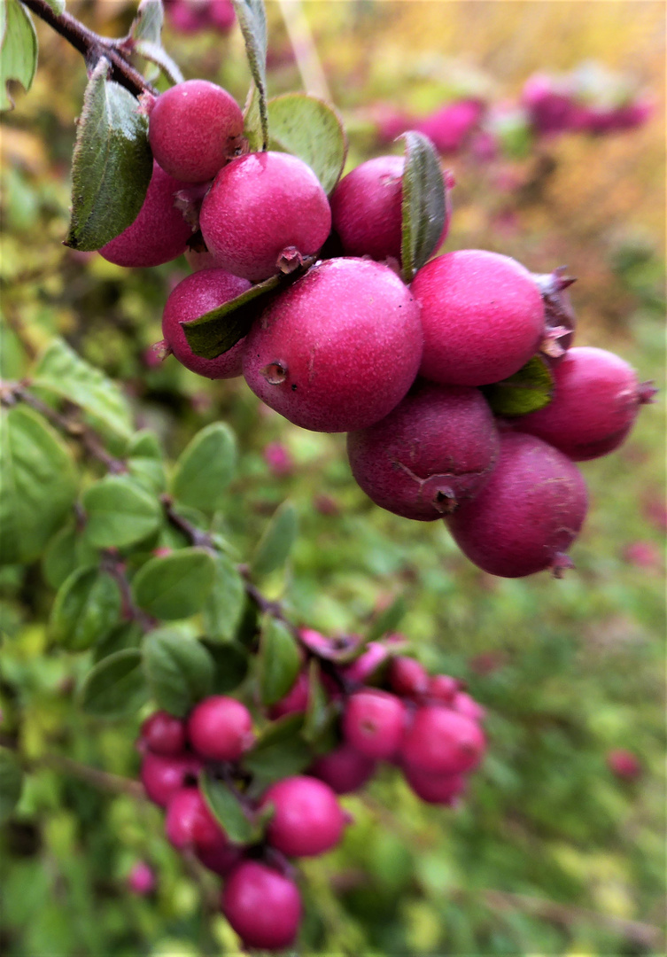 Korallenbeeren