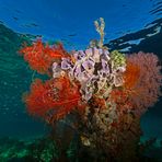 Korallenbewuchs am Betonpfeiler