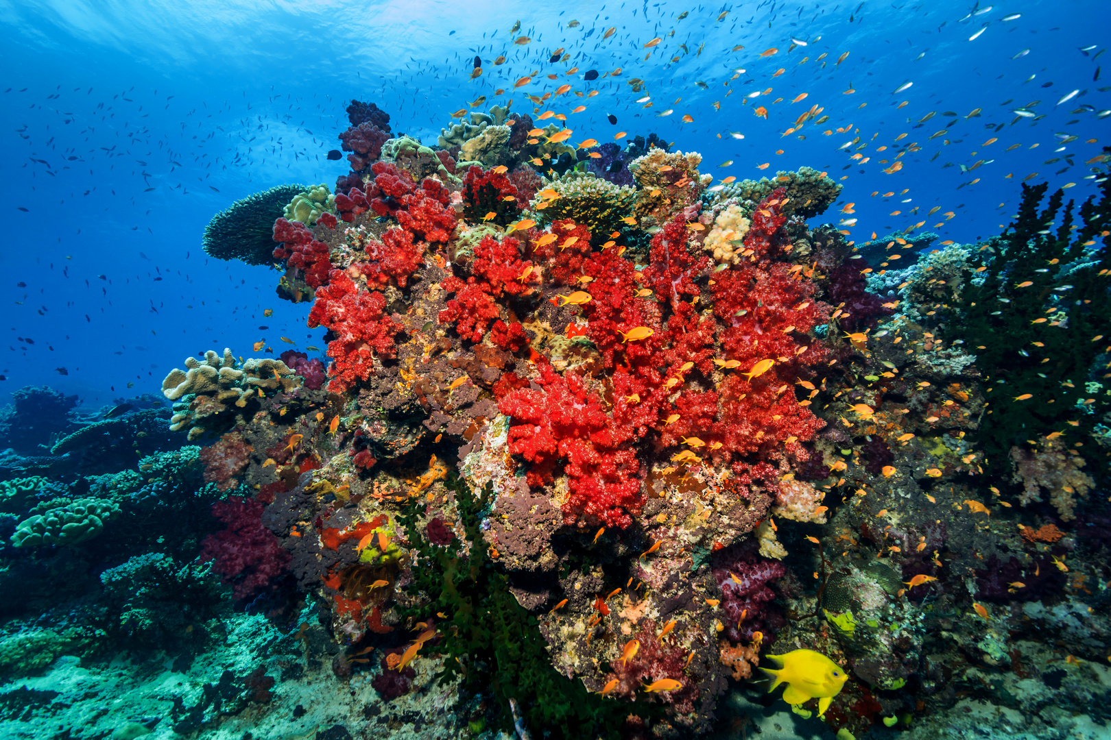 Korallenblock