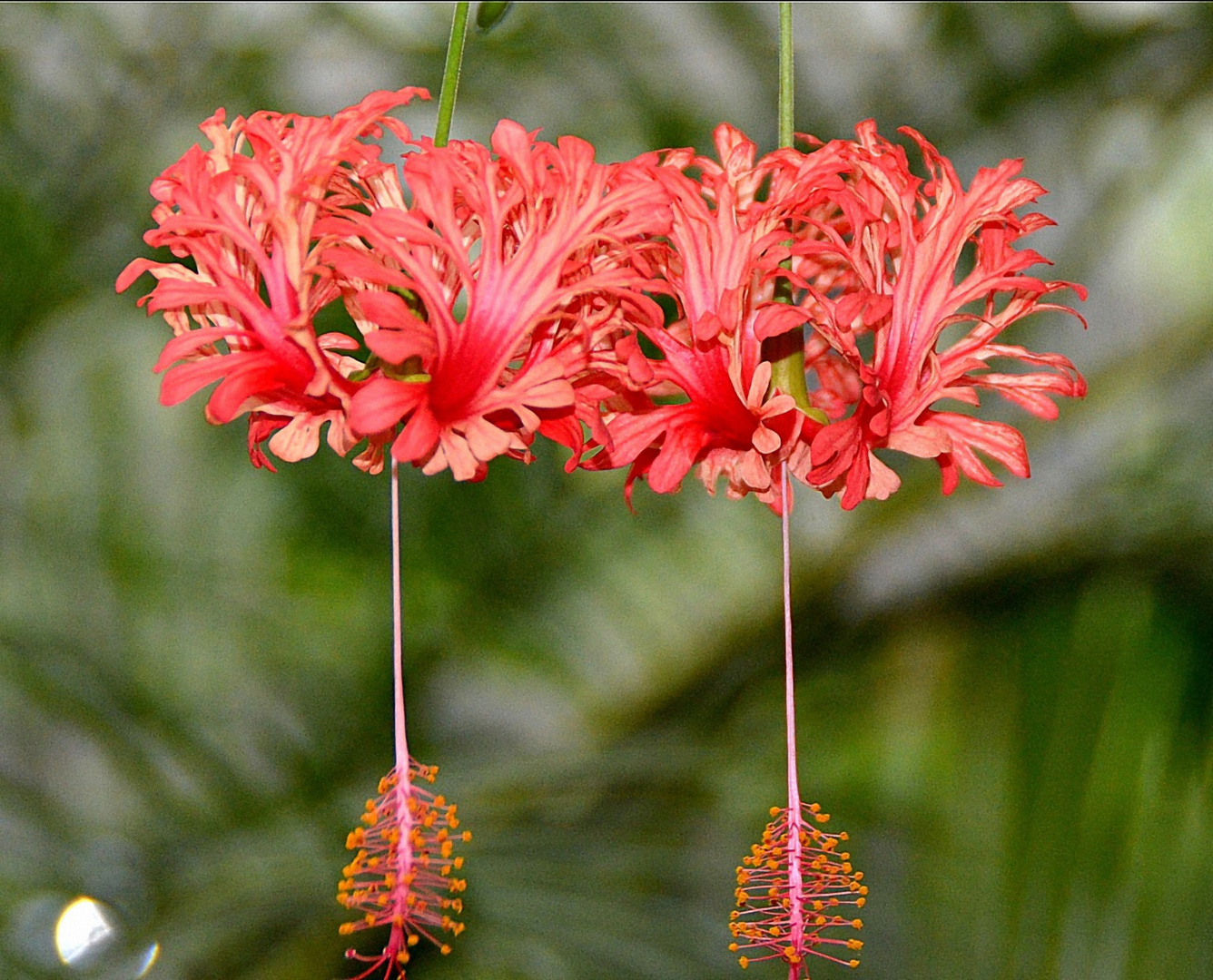 Koralleneibisch,  chines. Laterne (Hibiscus schizopetalus)