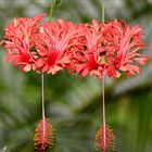Koralleneibisch,  chines. Laterne (Hibiscus schizopetalus)