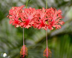 Koralleneibisch,  chines. Laterne (Hibiscus schizopetalus)