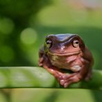 Korallenfinger Frosch - lässig