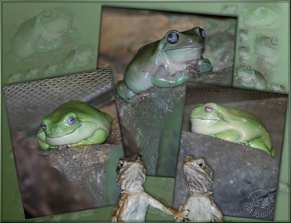 Korallenfinger - Laubfrösche oder Litoria caerulea