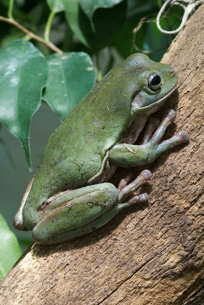 Korallenfinger Laubfrosch