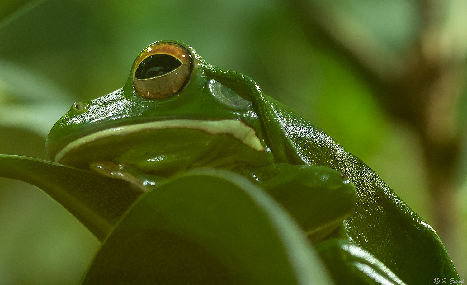 Korallenfinger-Laubfrosch Foto & Bild | fotos, grün, natur Bilder auf