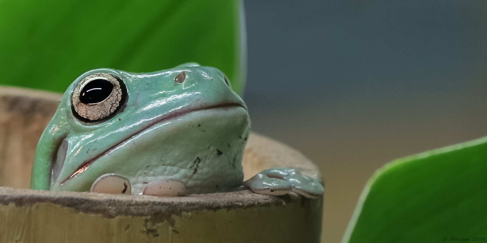 Korallenfinger-Laubfrosch