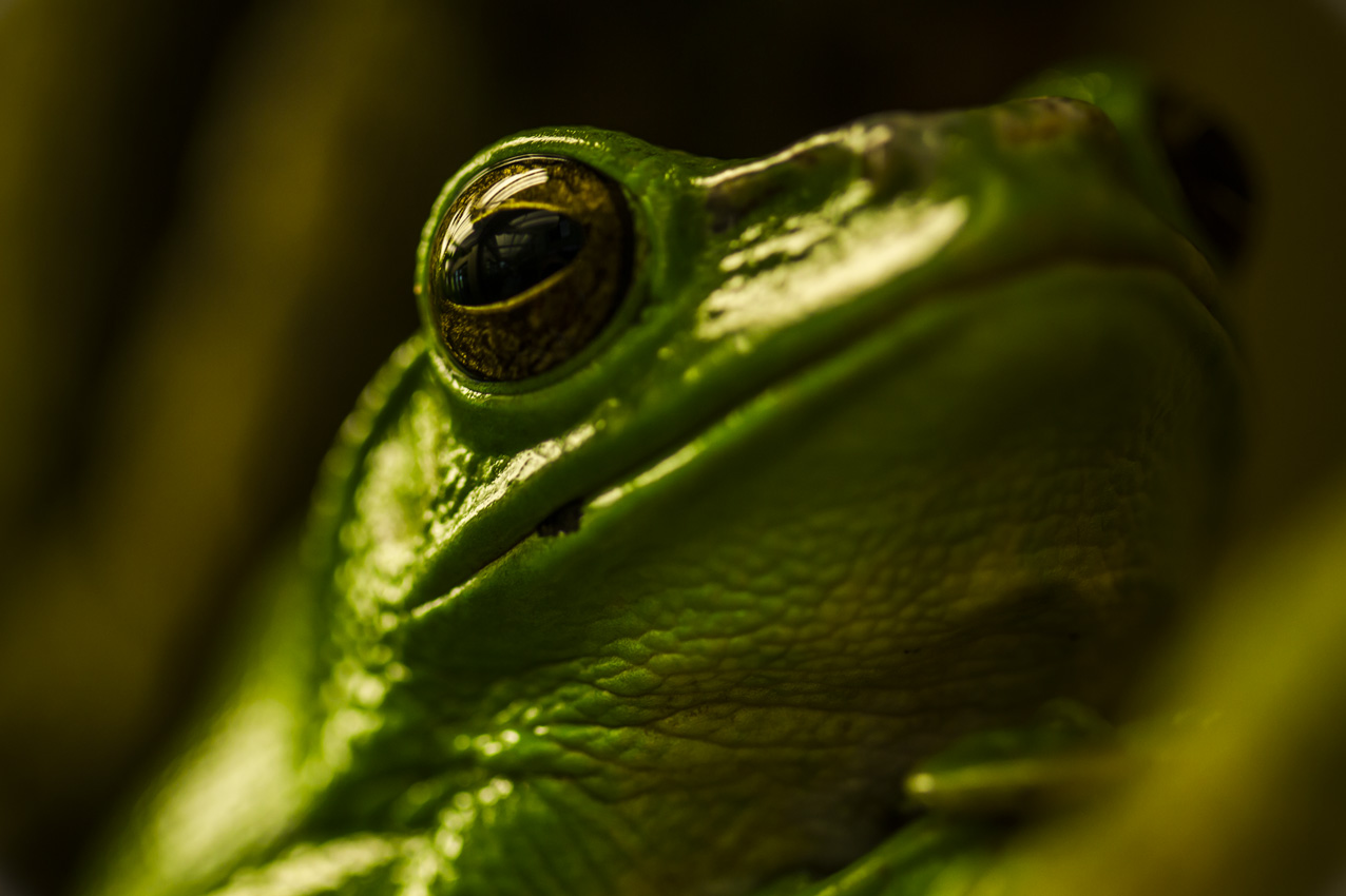 Korallenfinger-Laubfrosch