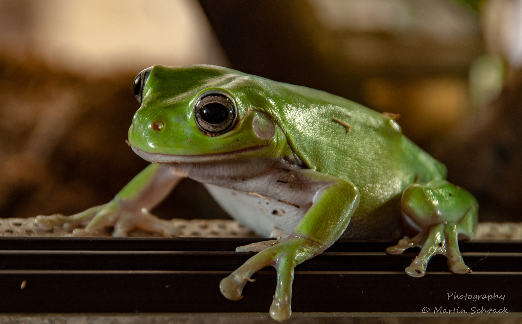 Korallenfinger-Laubfrosch